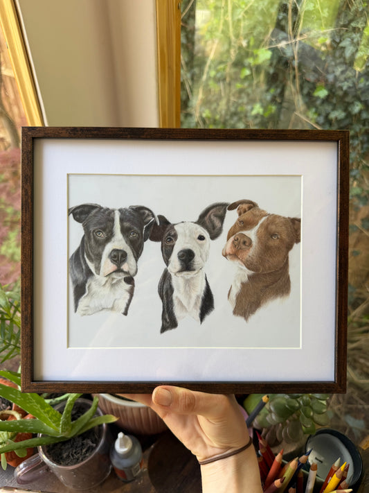 Custom Coloured Pet Portrait | Hand-Drawn Pencil Drawing