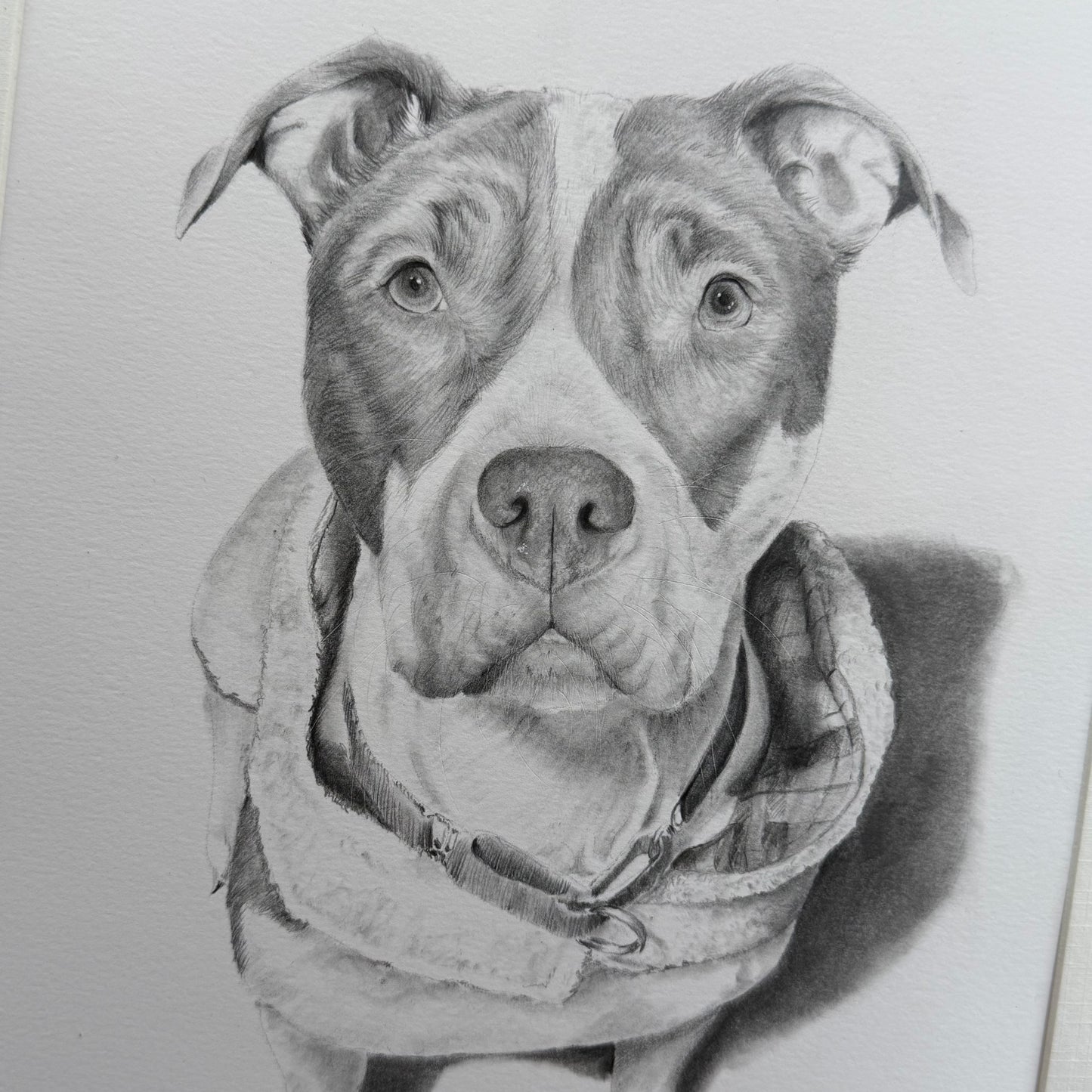Custom Graphite Pet Portrait | Hand-Drawn Pencil Drawing