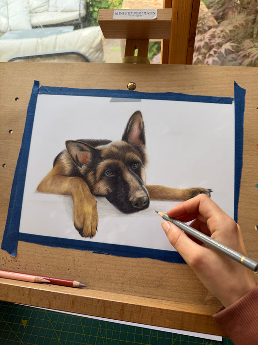 Custom Coloured Pet Portrait | Hand-Drawn Pencil Drawing