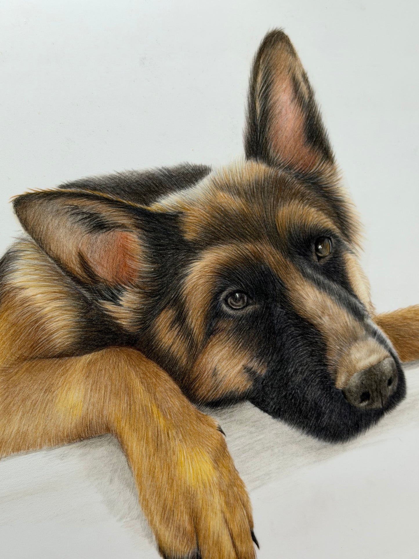 Custom Coloured Pet Portrait | Hand-Drawn Pencil Drawing