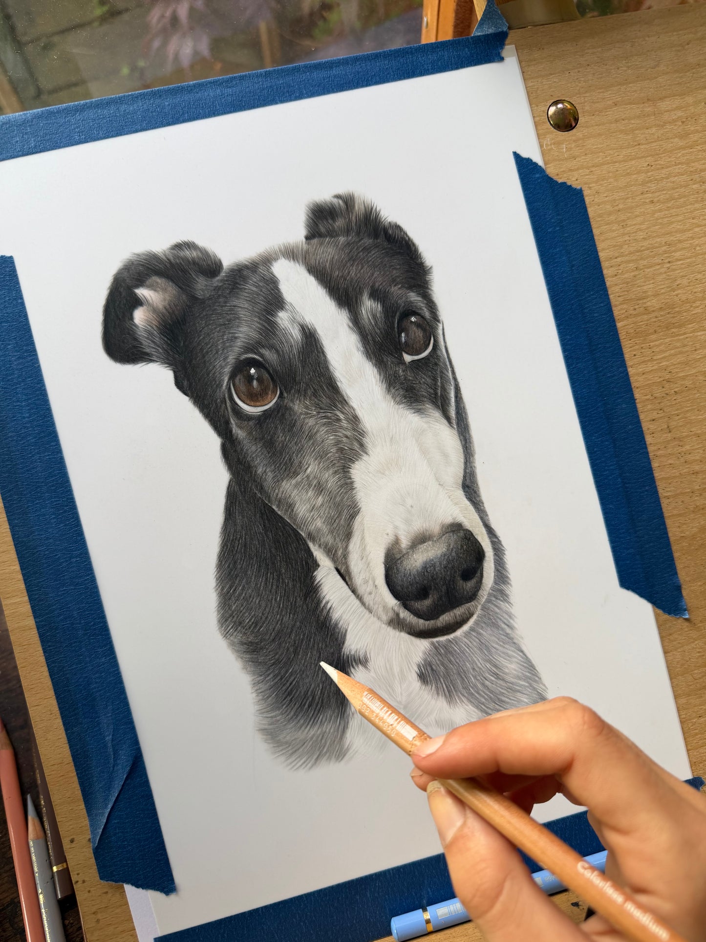 Custom Coloured Pet Portrait | Hand-Drawn Pencil Drawing